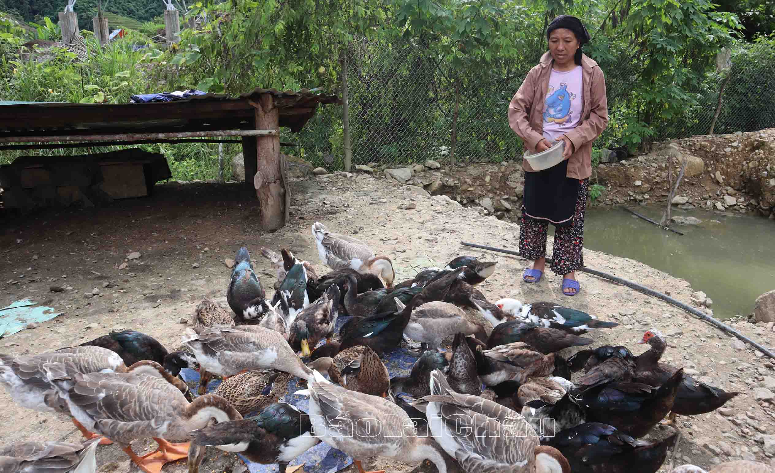 chăn nuôi gia cầm